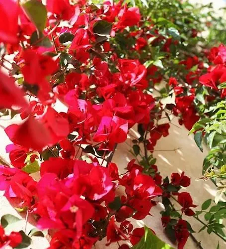 Astrinos Simple Cozy Comfortable Close To The Chania (Crete)