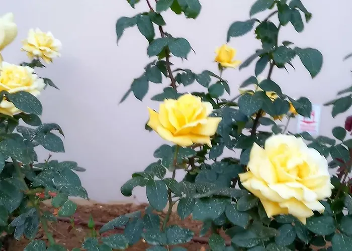 Astrinos Simple Cozy Comfortable Close To The Apartment Chania (Crete)