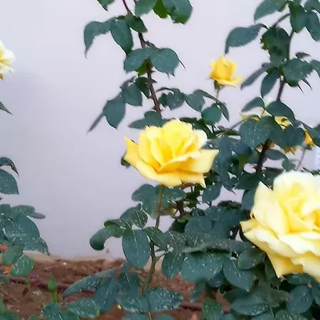 Astrinos Simple Cozy Comfortable Close To The Apartment Chania (Crete)